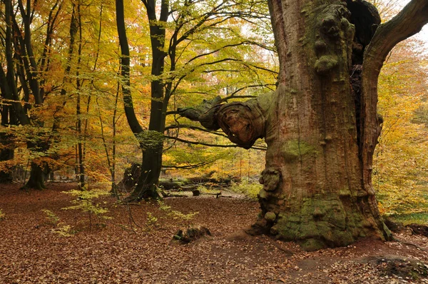 Bela Paisagem Floresta — Fotografia de Stock