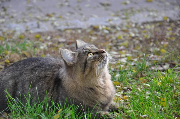 Porträtt Söt Katt — Stockfoto