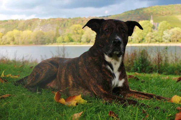 Hond Aan Rijn Herfst Herbstimpresionen — Stockfoto