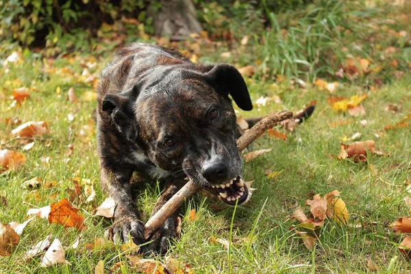 Hund Rhein Herbst Herbstimpresionen — Stockfoto