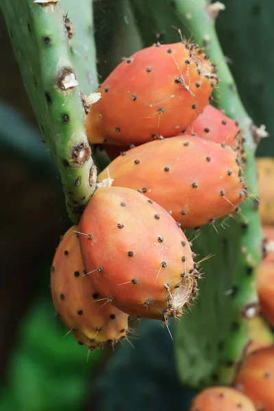 Érett Indiai Füge Opuntia Növény — Stock Fotó