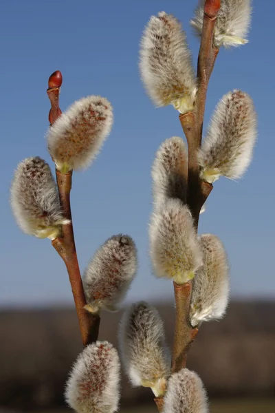 Pussy Willow Catkins Budding Out Spring — Stock Fotó