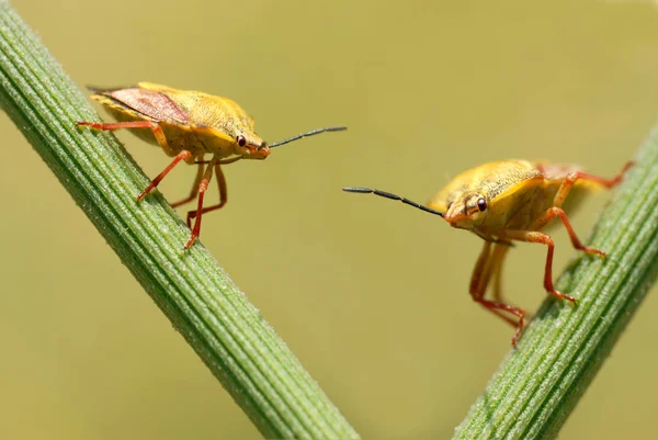 Makro Dari Dua Bug Perisai Pada Stamen — Stok Foto
