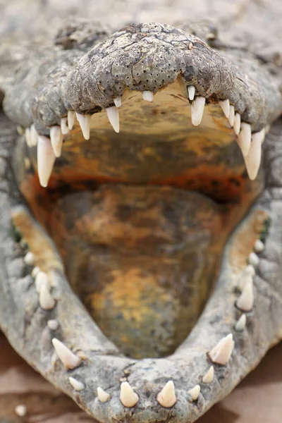 Krokodil Med Munnen Vidöppen — Stockfoto