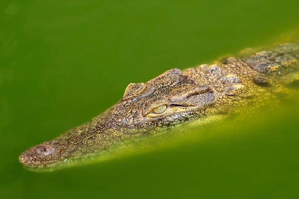 Ung Alligator Som Flyter Vatten — Stockfoto