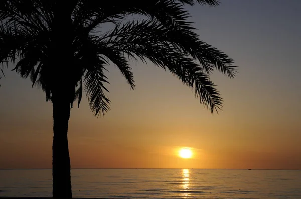 Palma Porannym Słońcem — Zdjęcie stockowe