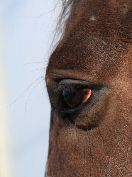 Portrait Horse Field — Stock Photo, Image