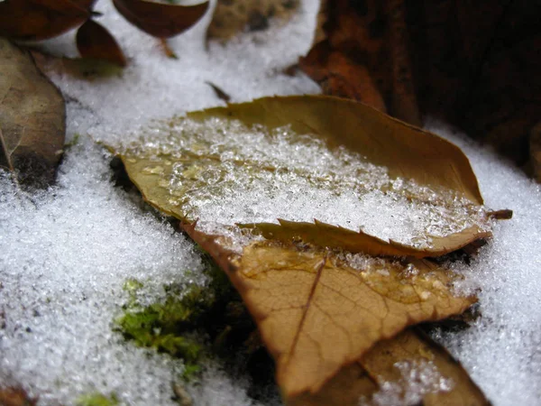 Folhas Neve — Fotografia de Stock