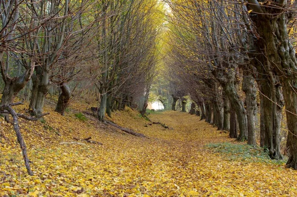 Passage Small Wooded Area Lot Leaves Ground — Stock Photo, Image