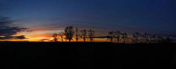 Panorama Row Trees Evening Sun — Stock Photo, Image