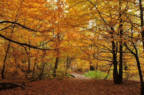 Autumn Reinhardswald — ストック写真