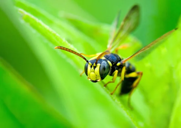 Close Bug Natureza Selvagem — Fotografia de Stock