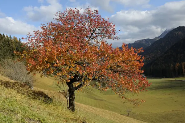 South Tyrol Alto Adige 이탈리아 북동부에 주이다 — 스톡 사진