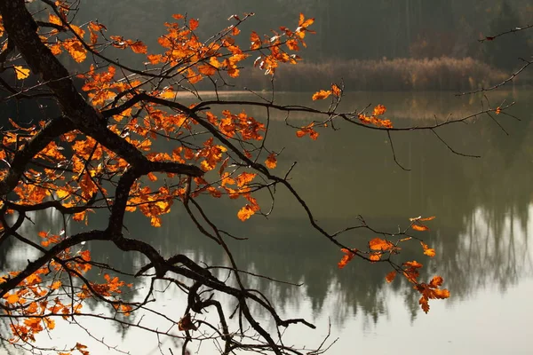 Beau Feuillage Automne Coloré — Photo