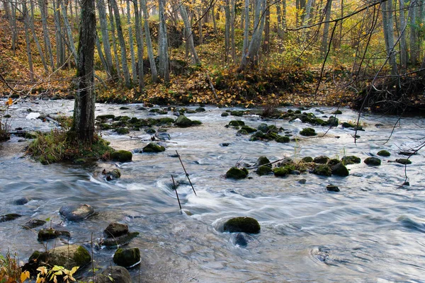 Leśna Rzeka Jesienią Wieczorem — Zdjęcie stockowe