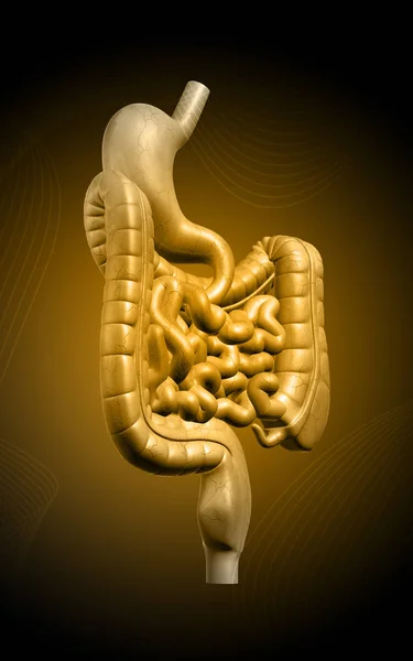 Ilustración Digital Del Sistema Digestivo Humano —  Fotos de Stock