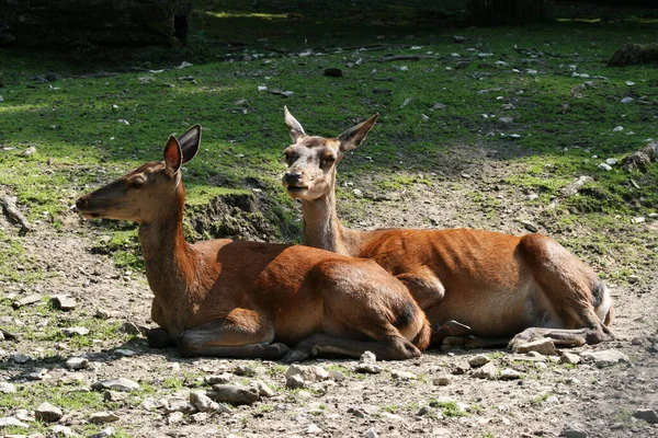 Animales Ciervos Rojos Antídolos — Foto de Stock