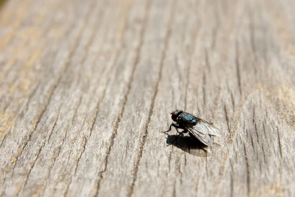 Fecho Uma Mosca Uma Velha Mesa Madeira Bastante Espaço Cópia — Fotografia de Stock