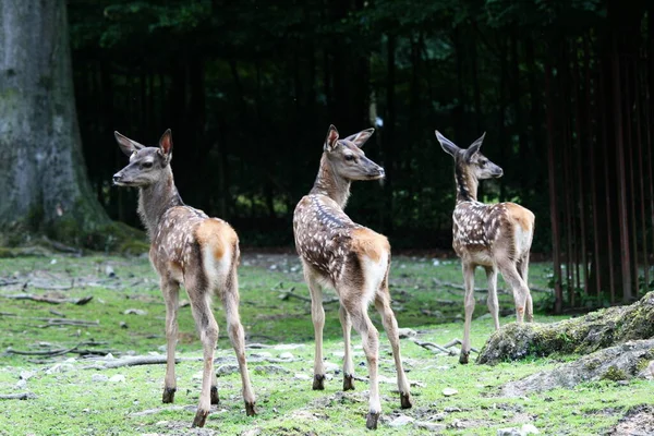 若い動物の選択的焦点は — ストック写真