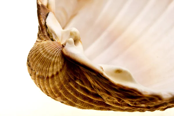 Seashell Fronte Sfondo Bianco — Foto Stock