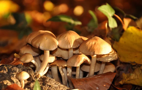 Paddestoelen Paddestoelen Paddestoelen Sporendragende Vruchtlichamen — Stockfoto