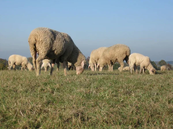 Rebanho Ovelhas Animais Criação — Fotografia de Stock