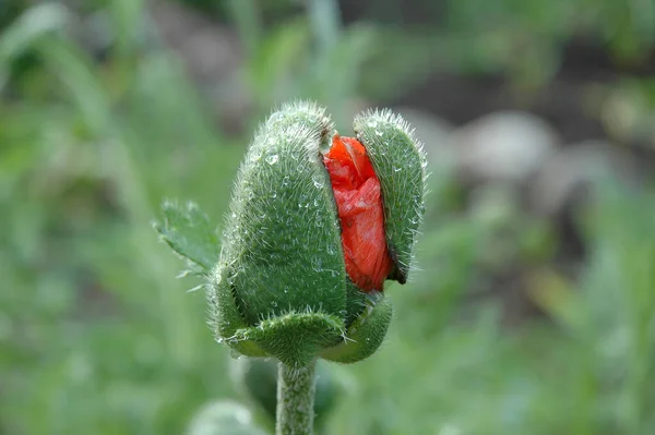 Tulipe Est Une Plante Bulbeuse Vivace Aux Fleurs Voyantes Genre — Photo