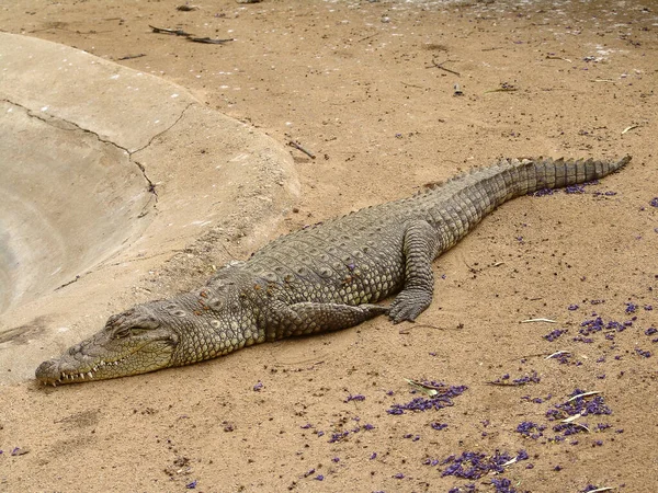 Crocodilo Está Descansando Uma Areia Foto Tirada Fazenda Crocodilos — Fotografia de Stock