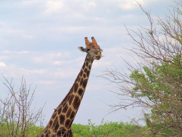 Giraffa Sta Mangiare — Foto Stock