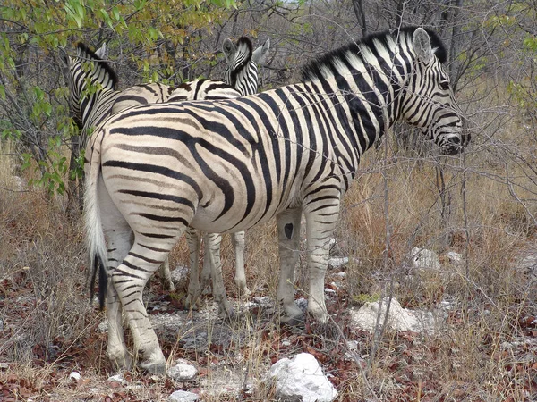 Cebra Burchells Habitante Nativo Del Continente Africano — Foto de Stock