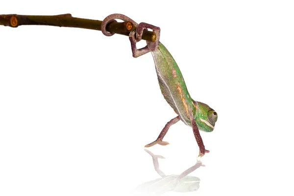 Kameleon Dier Tropische Hagedis Reptiel — Stockfoto