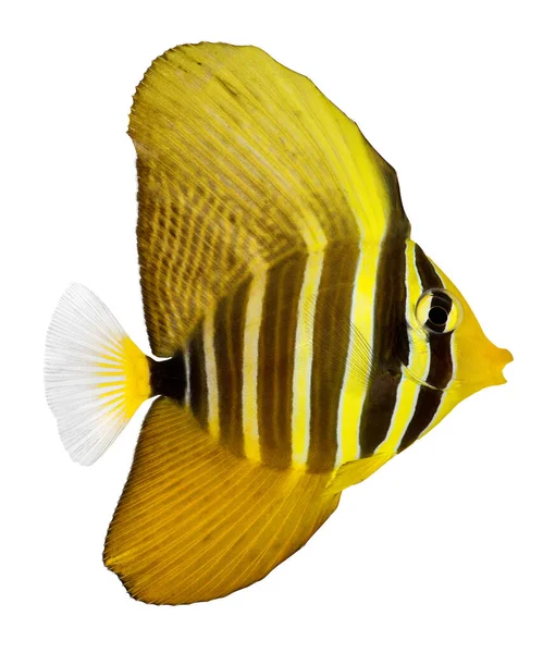 Sailfin Tang Beyaz Arka Planda Izole Edildi Zebrasoma Veliferum — Stok fotoğraf