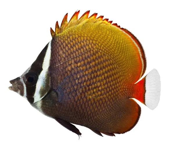 바탕에는 버터플라이 피시를 놓는다 Redtail Butterflyfish Chaetodon Collare — 스톡 사진