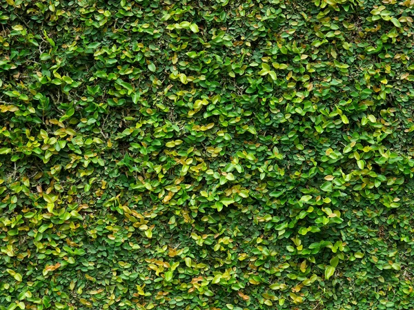 Zielona Roślina Pnącza Pokrywająca Ścianę Liśćmi — Zdjęcie stockowe