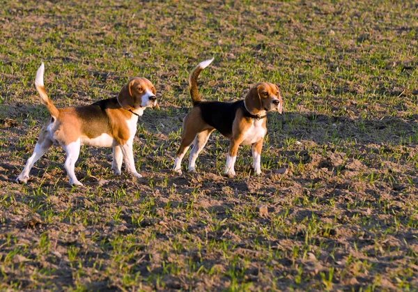 Beagle Luz Noite — Fotografia de Stock