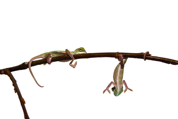 도마뱀 파충류인 카멜레온 — 스톡 사진