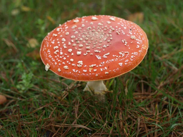 Κόκκινο Toadstool Ανήκει Στην Ομάδα Των Δηλητηριωδών Μυκήτων — Φωτογραφία Αρχείου