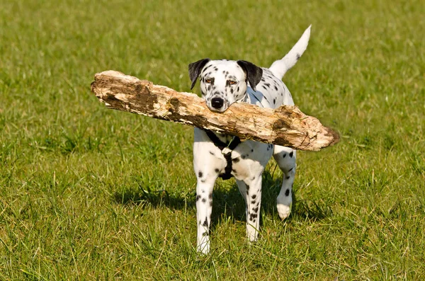 Porträt Eines Süßen Hundes — Stockfoto