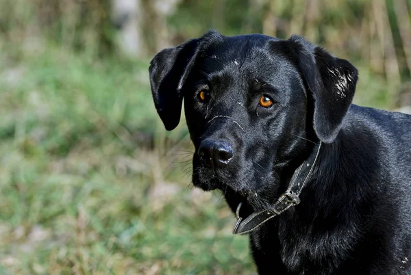 Porträt Eines Süßen Hundes — Stockfoto