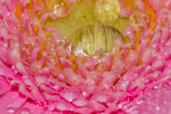 Blüte Mit Wassertropfen — Stockfoto