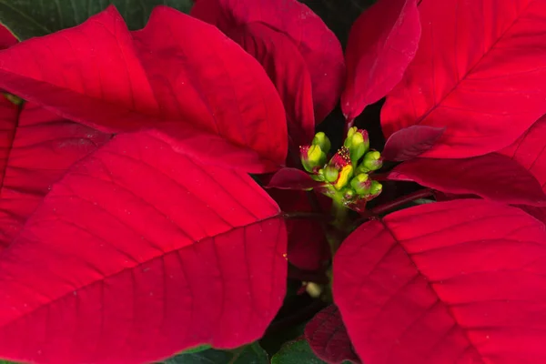 Navidad Poinsettia Planta Flora — Foto de Stock