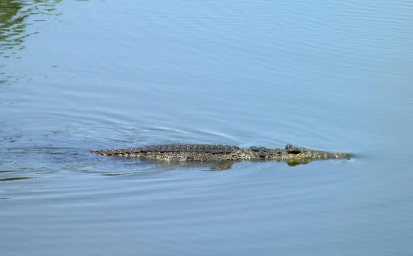 Crocodile Criadero Cocodrilos Crocodile 039 — стоковое фото