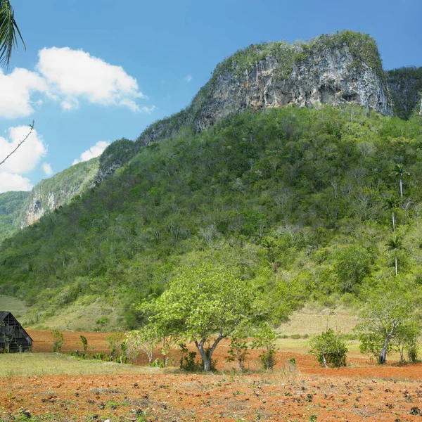 Vinales Vadisi Pinar Del Rio Eyaletinde Küba — Stok fotoğraf