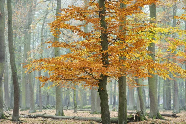 Paisajes Místicos Bosque Wisentgehege Springe Alemania — Foto de Stock