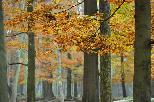 Bosque Paisajes Místicos Wisentgehege Springe Alemania — Foto de Stock