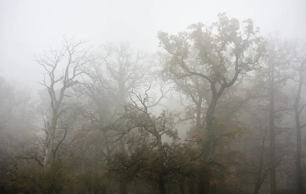 Mystiska Landskap Wisentgehege Skog Springe Tyskland — Stockfoto