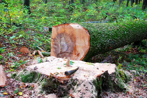 Dřevo Podpal Kůra Stromů — Stock fotografie