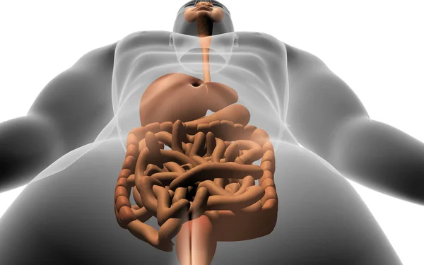 Digital Illustration Human Body Digestive System — Stock Photo, Image