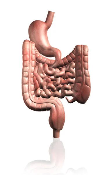 Ilustración Digital Del Sistema Digestivo Humano Contexto Aislado —  Fotos de Stock