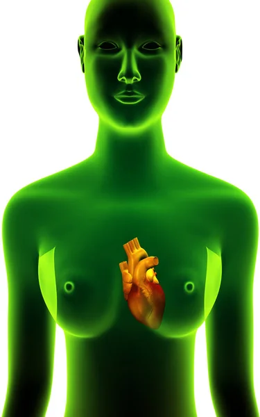 Digitale Darstellung Des Menschlichen Körpers Und Herzens Isolierten Hintergrund — Stockfoto